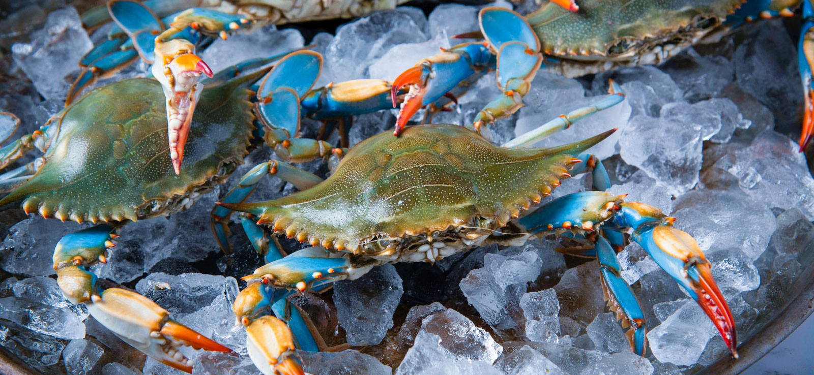 Fresh caught blue crab for Gnady Seafood Cajun Markets